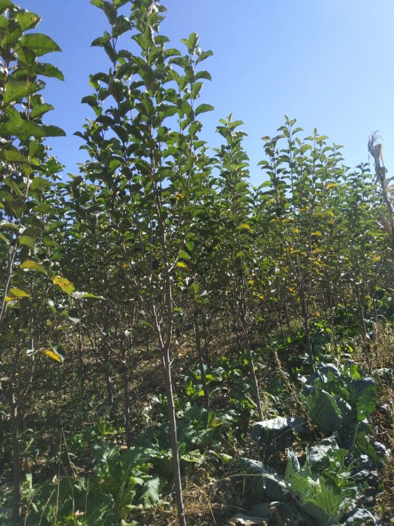 八棱海棠果海棠123大苗大量有货按需发货