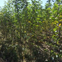 八棱海棠果海棠123大苗大量有货按需发货