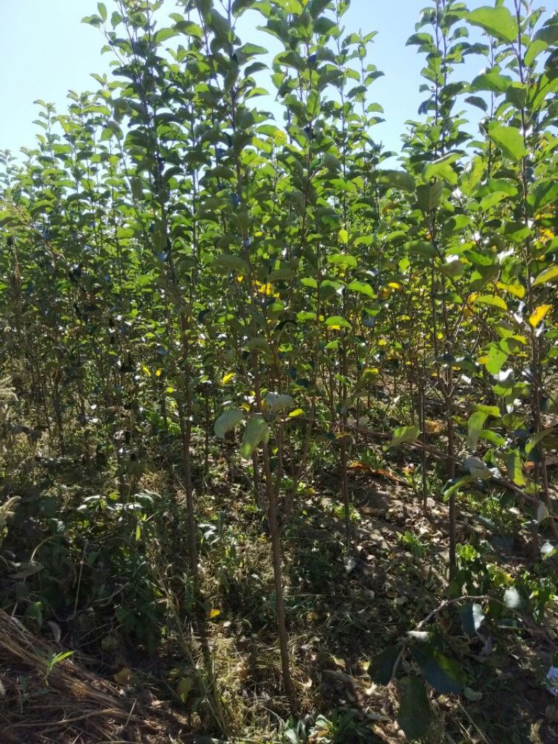 八棱海棠果海棠123大苗大量有货按需发货
