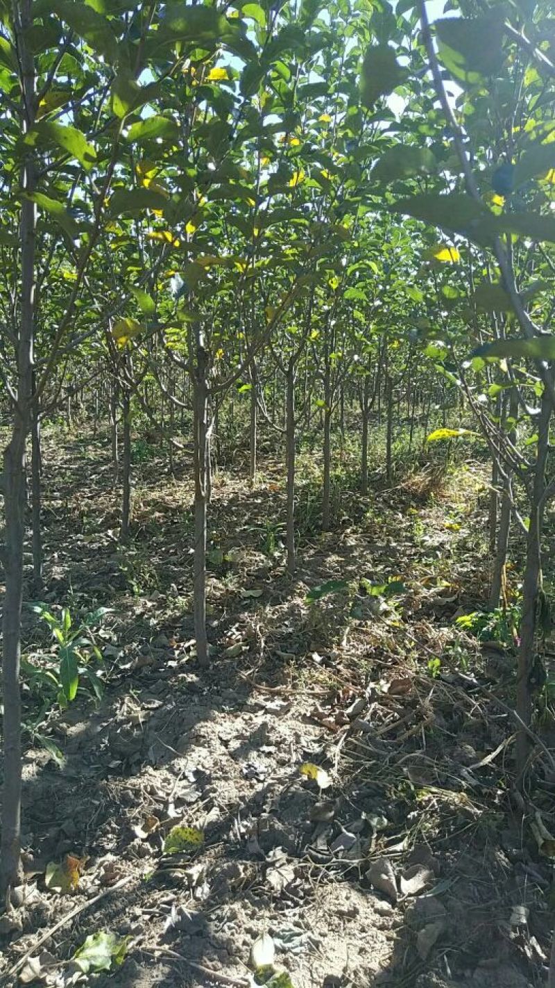 八棱海棠果海棠123大苗大量有货按需发货