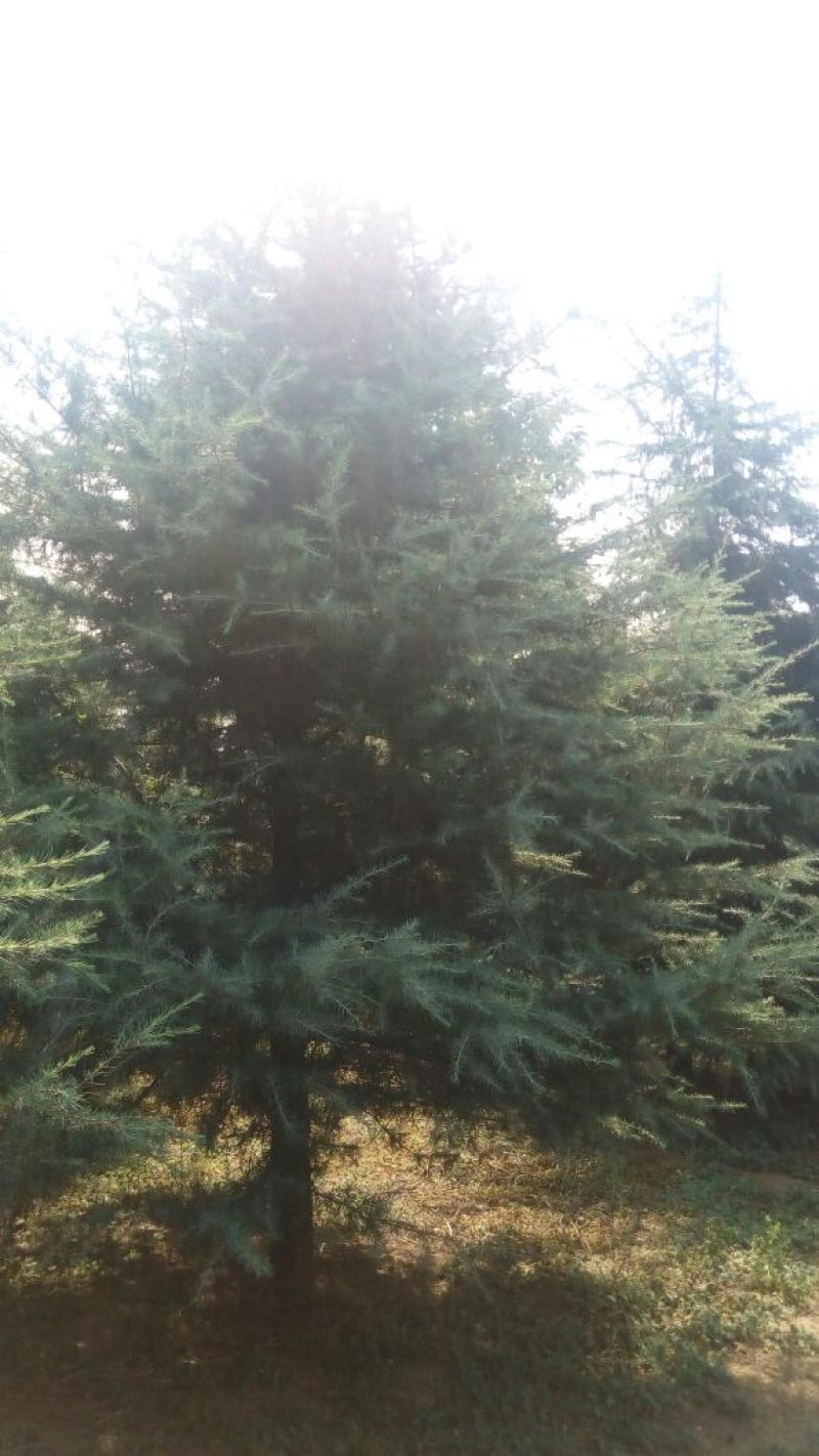 松树4.5~5m