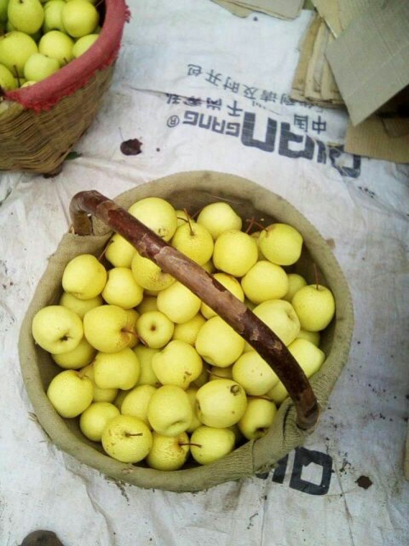 酥梨光果200~250g