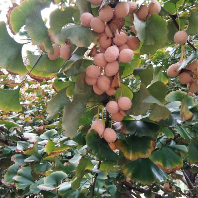 银杏果