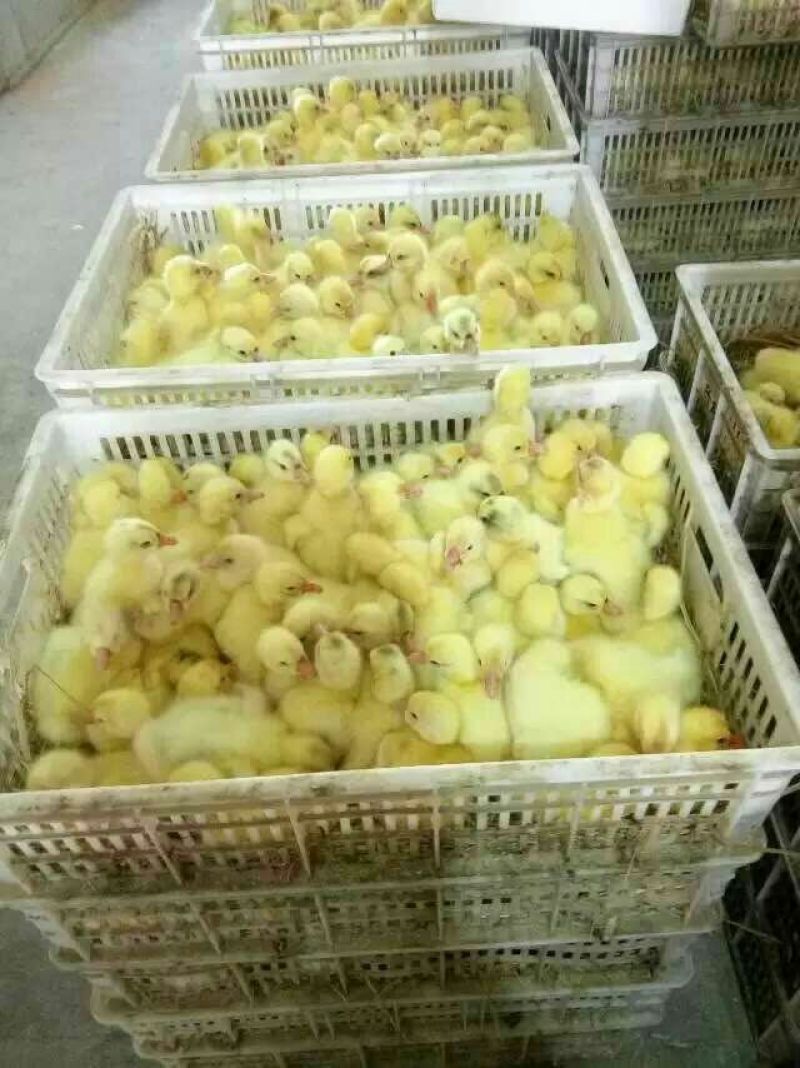 鸡苗35~45克出壳苗雄