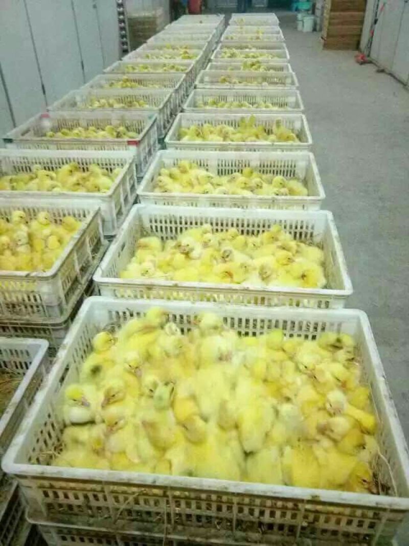 鸡苗35~45克出壳苗雄