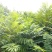红油香椿苗矮化香椿苗