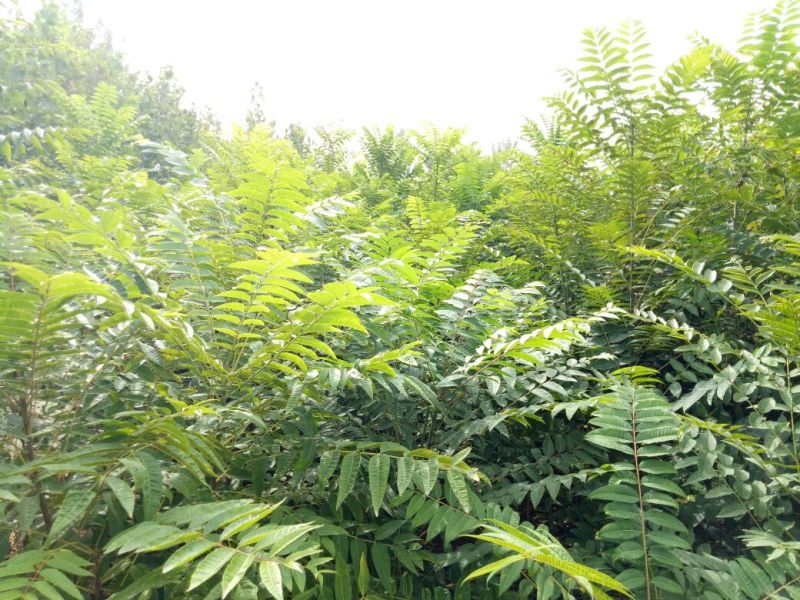 红油香椿苗矮化香椿苗