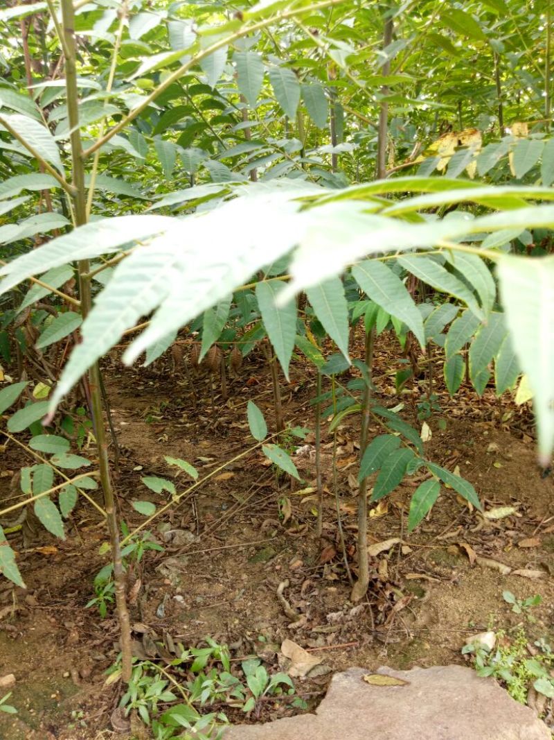 红油香椿苗矮化香椿苗