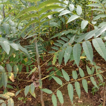 红油香椿苗矮化香椿苗