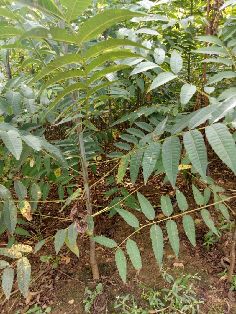 红油香椿苗矮化香椿苗