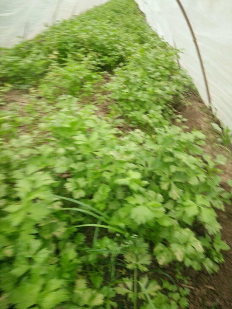 【安心购】法国皇后，芹菜苗新品种，农厂直供，易成活，