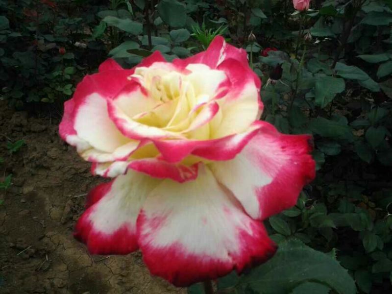 大花香水月季苗10~20cm
