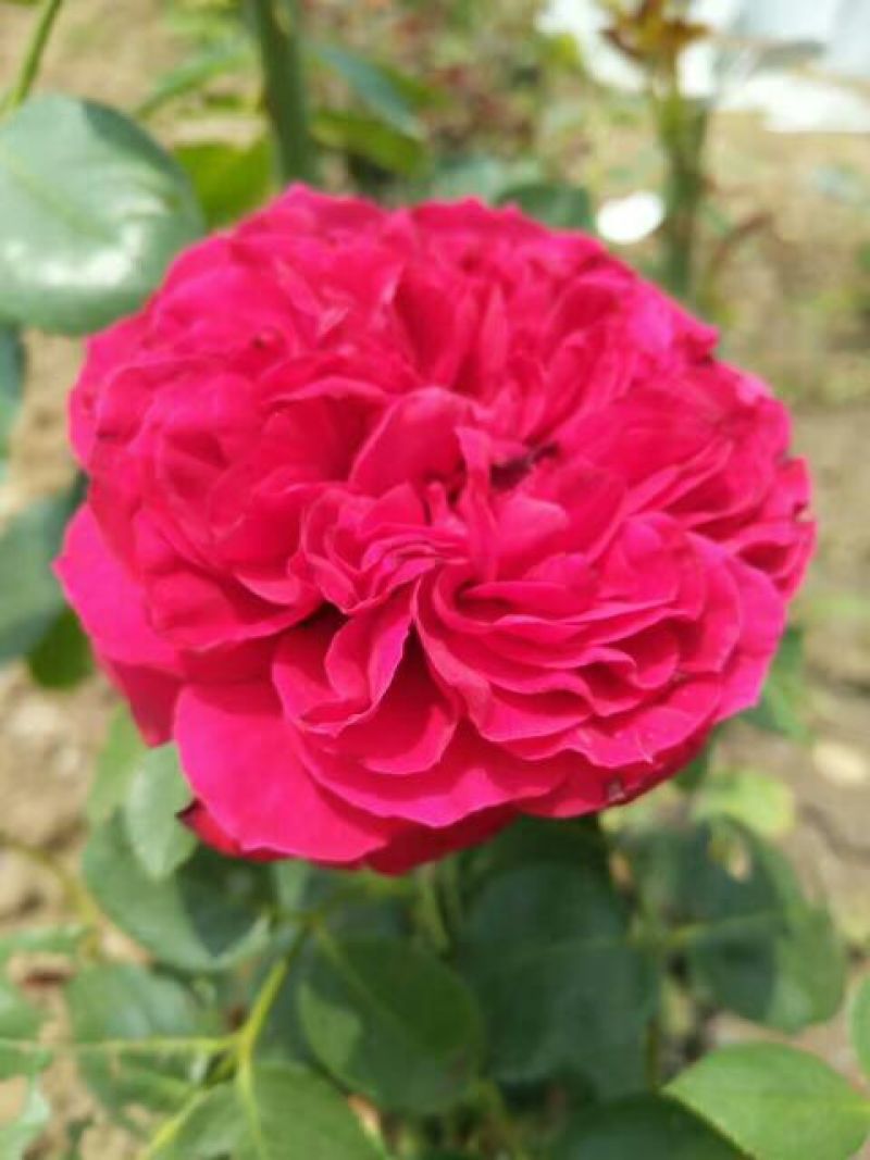 大花香水月季苗10~20cm