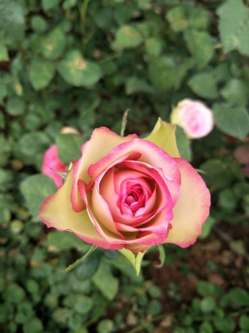 大花香水月季苗10~20cm