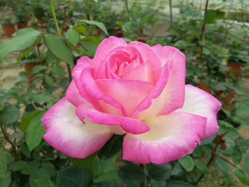 大花香水月季苗10~20cm