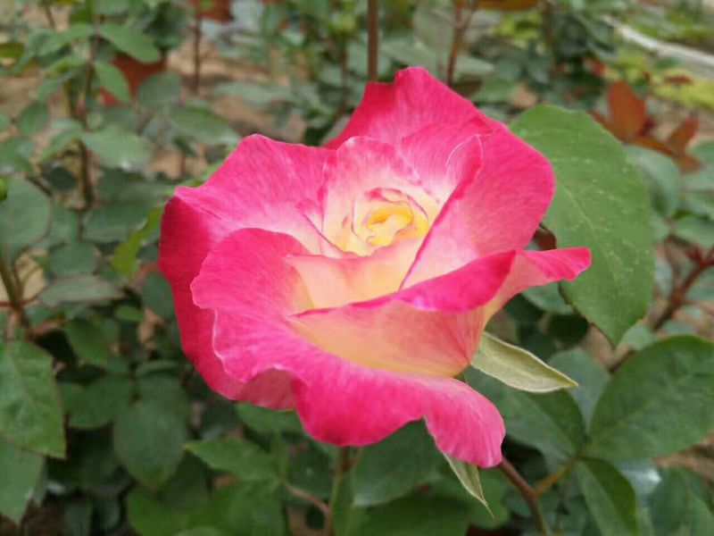 大花香水月季苗10~20cm