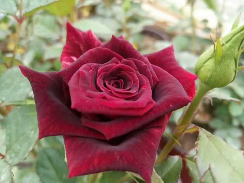 大花香水月季苗10~20cm