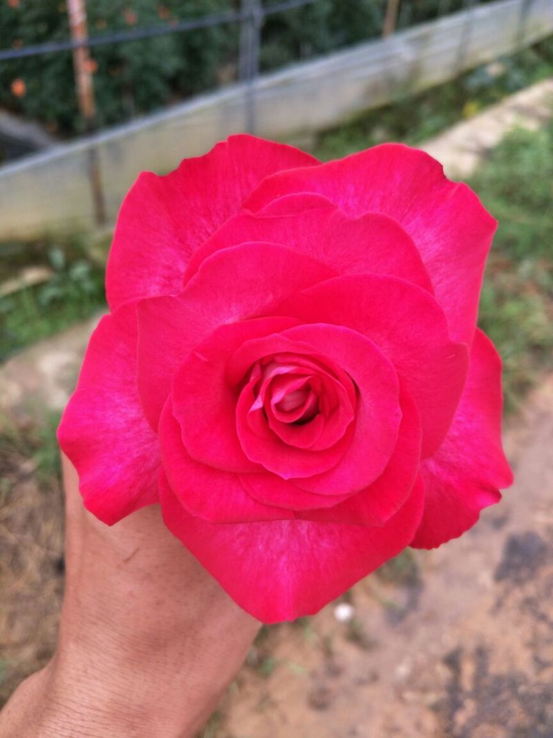 大花香水月季苗10~20cm