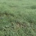 油菜籽1