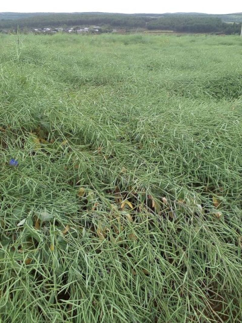 油菜籽1