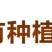 黄瓜种子东北老旱黄瓜籽补钙