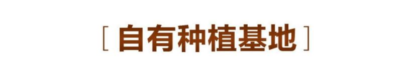 黄瓜种子东北老旱黄瓜籽补钙