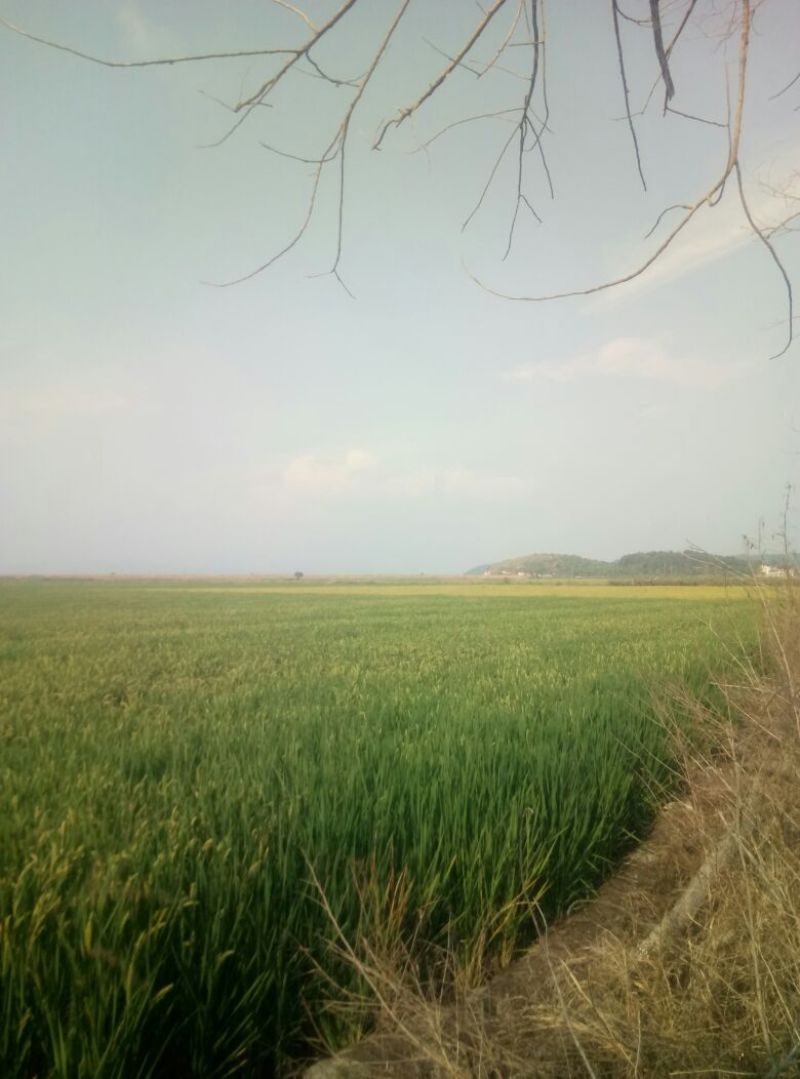 糯稻谷1级