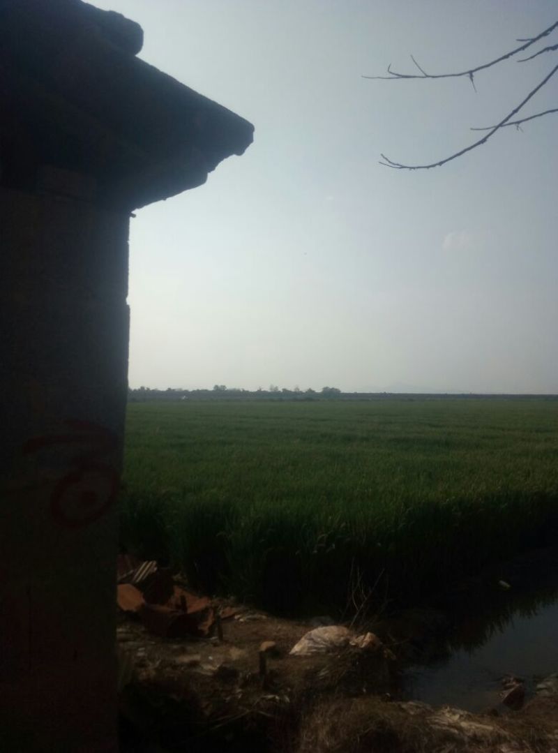 糯稻谷1级