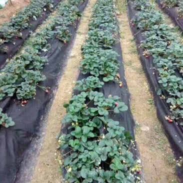 草莓苗草莓专用防草地膜