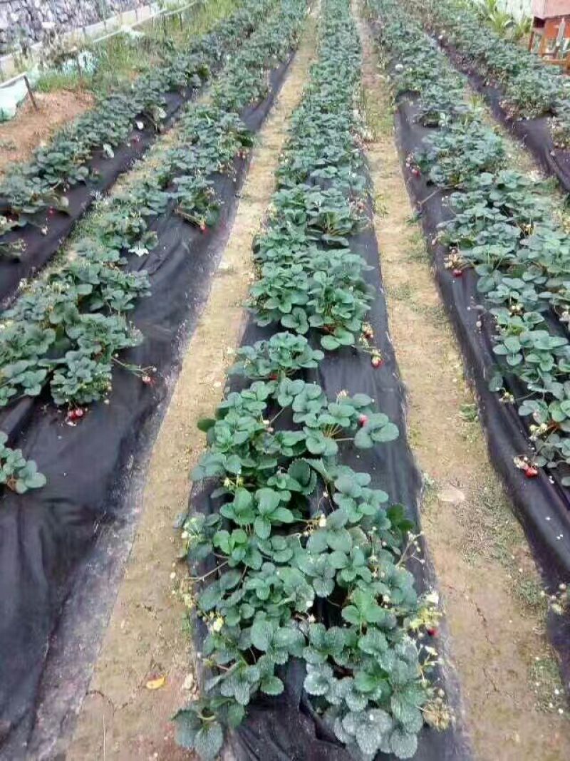 草莓苗草莓专用防草地膜