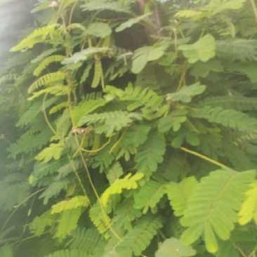 鸡骨草