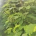鸡骨草