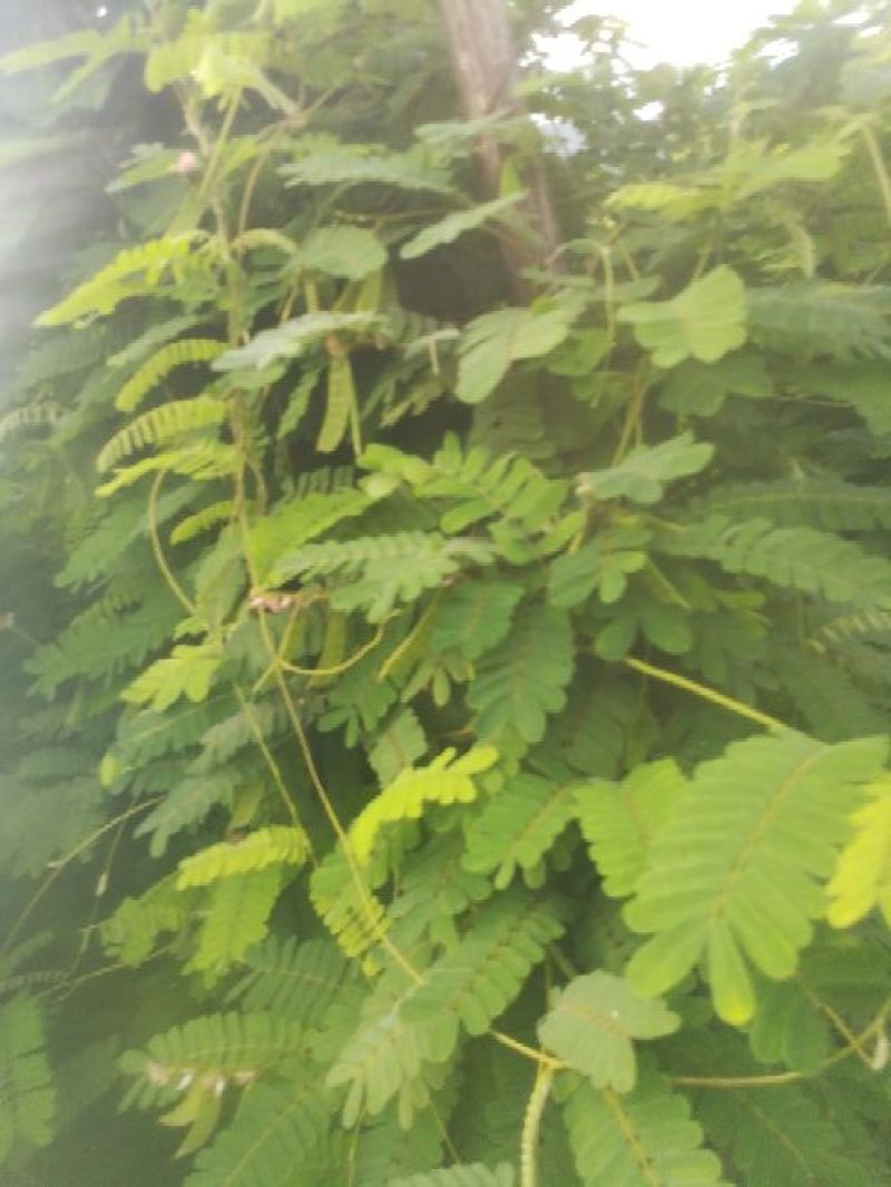 鸡骨草