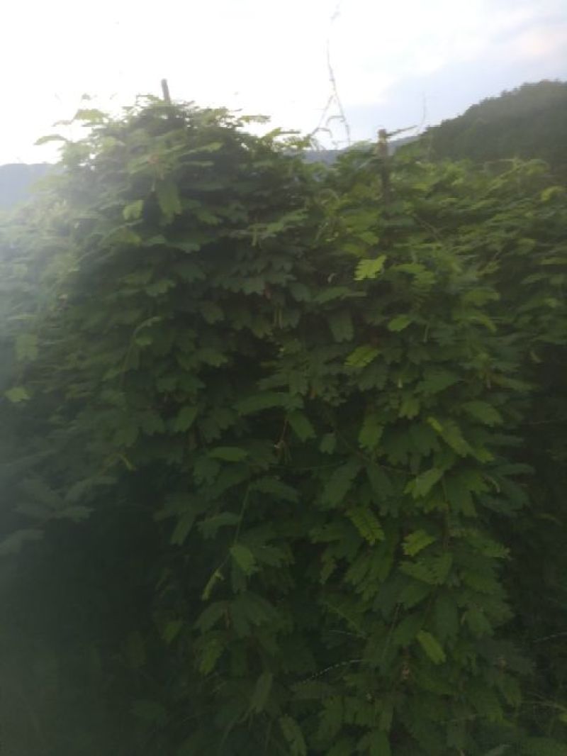 鸡骨草