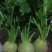 芥菜2两以上货源充足大量上市中