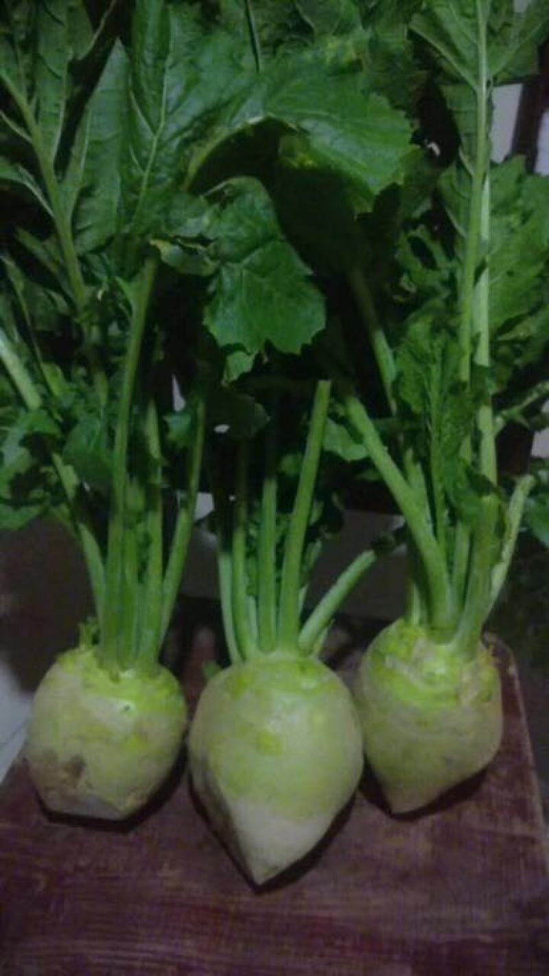 芥菜2两以上货源充足大量上市中
