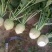 芥菜2两以上货源充足大量上市中