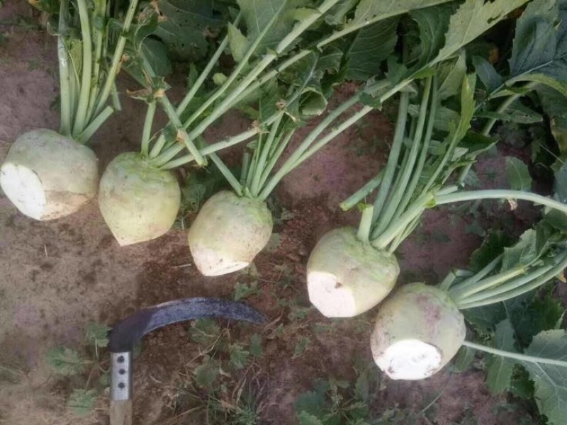 芥菜2两以上货源充足大量上市中