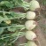 芥菜2两以上货源充足大量上市中