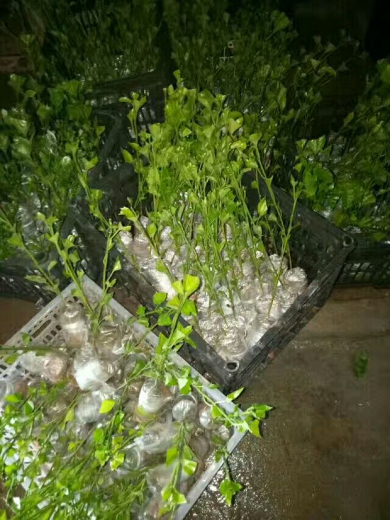 百香果苗紫香，黄金百香果苗