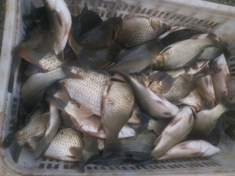 湘云鲫食用