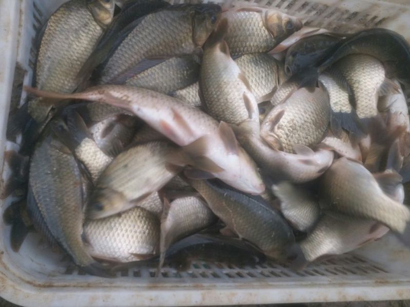 湘云鲫食用