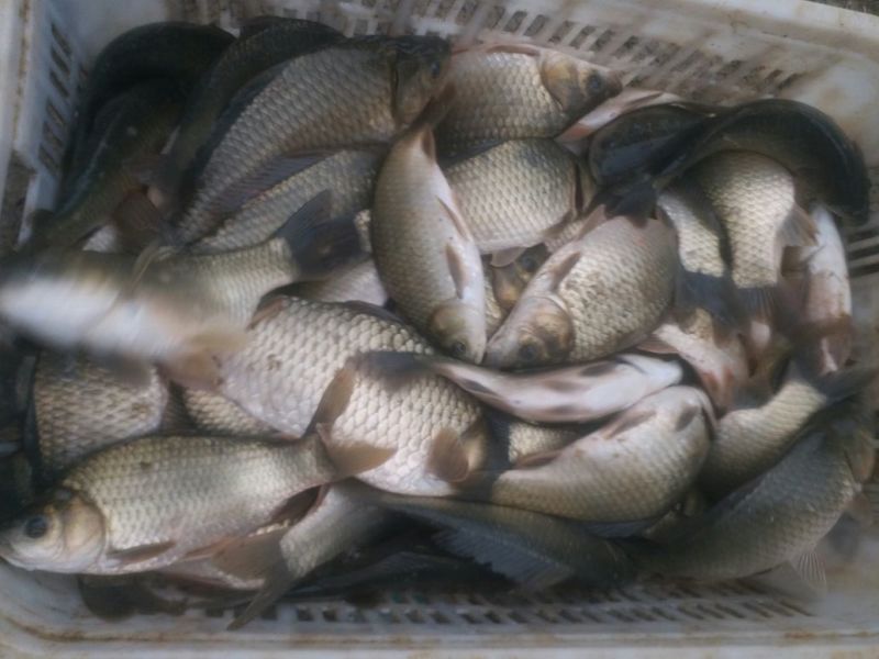 湘云鲫食用