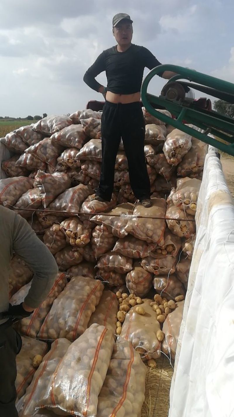 v七精品三两起步质量杠杠的基地直采商超对接全年供货