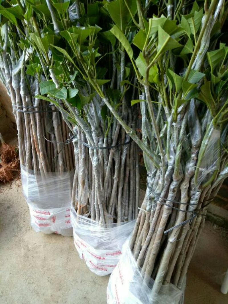 金煌芒树苗金煌芒果苗