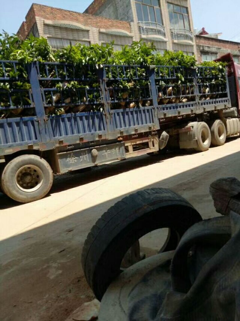 金煌芒树苗金煌芒果苗