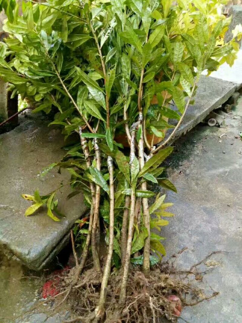 杨梅苗杨梅树苗