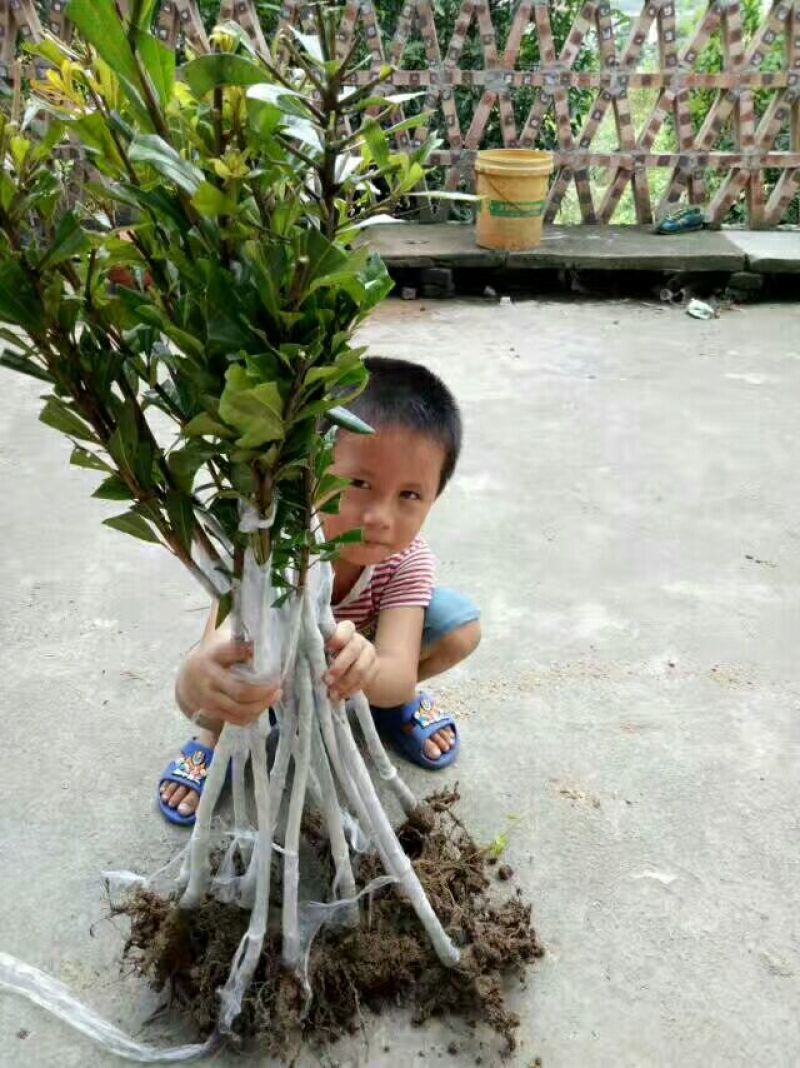 杨梅苗杨梅树苗