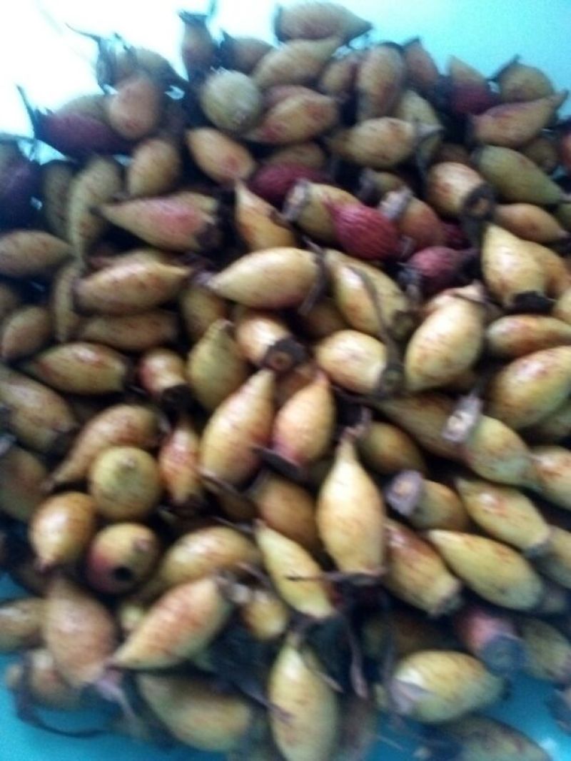 金樱子干货~