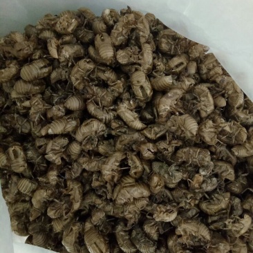 蝉蜕统货产新沙地货质量保证